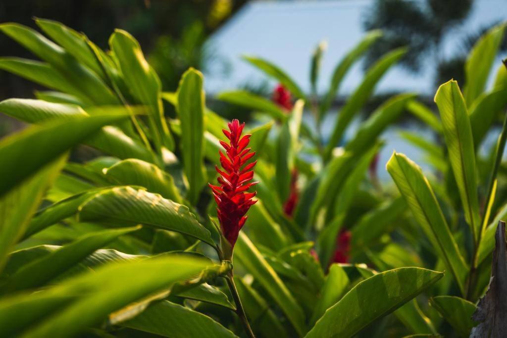 Caraibes Cottage Grenat Piscine Privee 900M De Grande Anse 데샤이에스 외부 사진