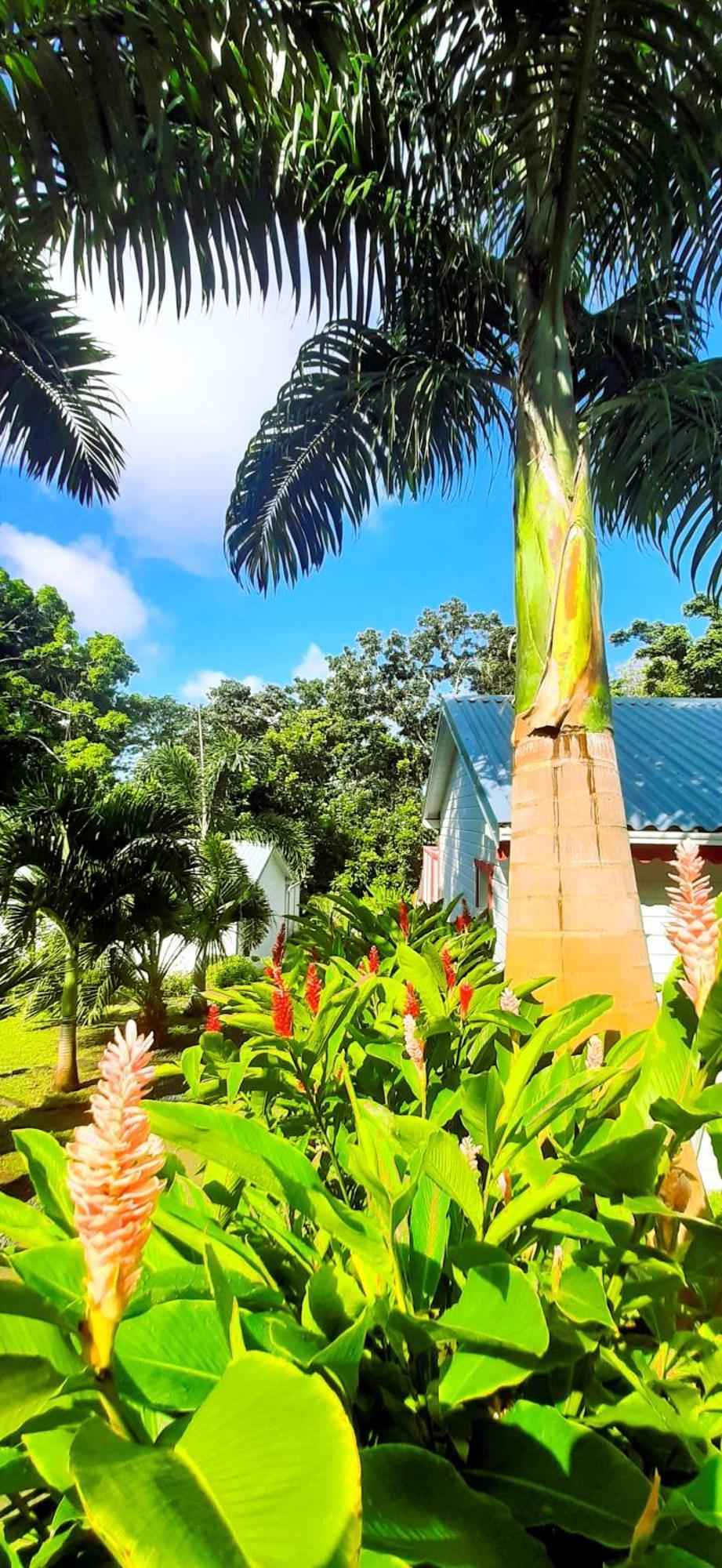 Caraibes Cottage Grenat Piscine Privee 900M De Grande Anse 데샤이에스 외부 사진